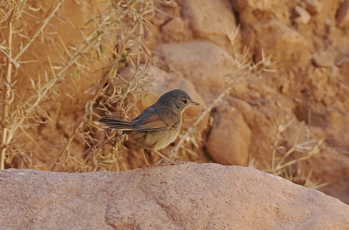 Tristram's Warbler - ML620194887