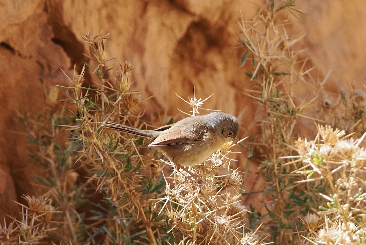 Tristram's Warbler - ML620194888