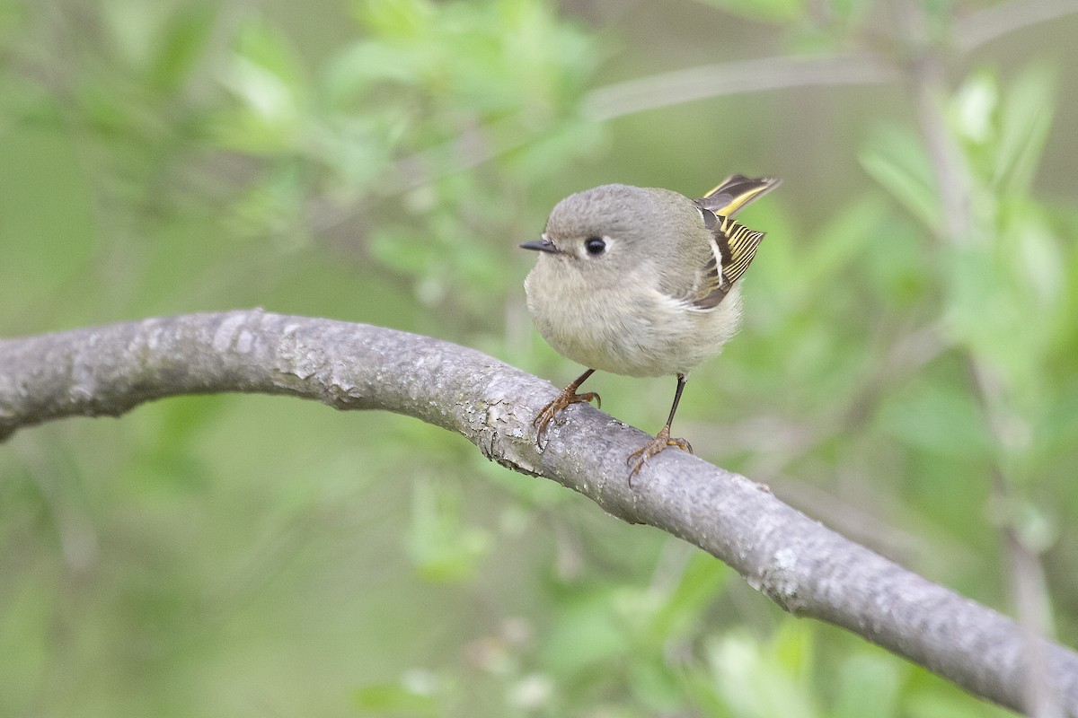 Ruby-crowned Kinglet - ML620194896