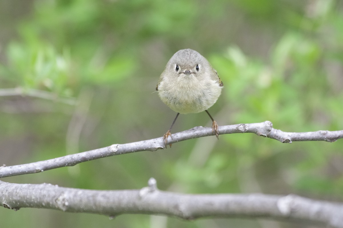 Ruby-crowned Kinglet - ML620194897