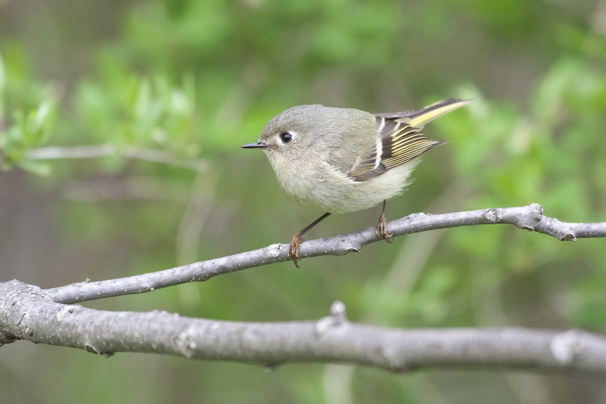 Ruby-crowned Kinglet - ML620194898