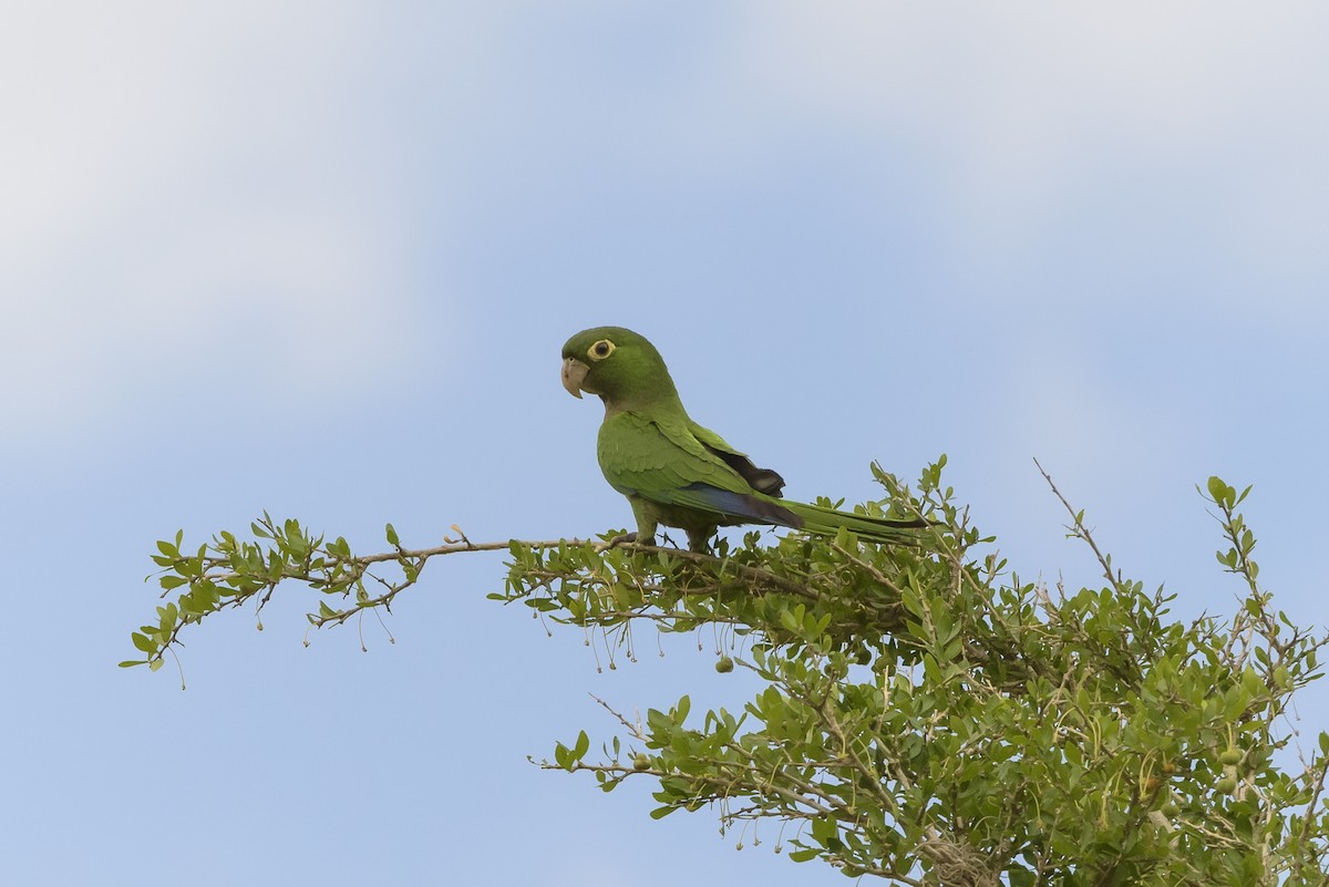 Olive-throated Parakeet - ML620194902