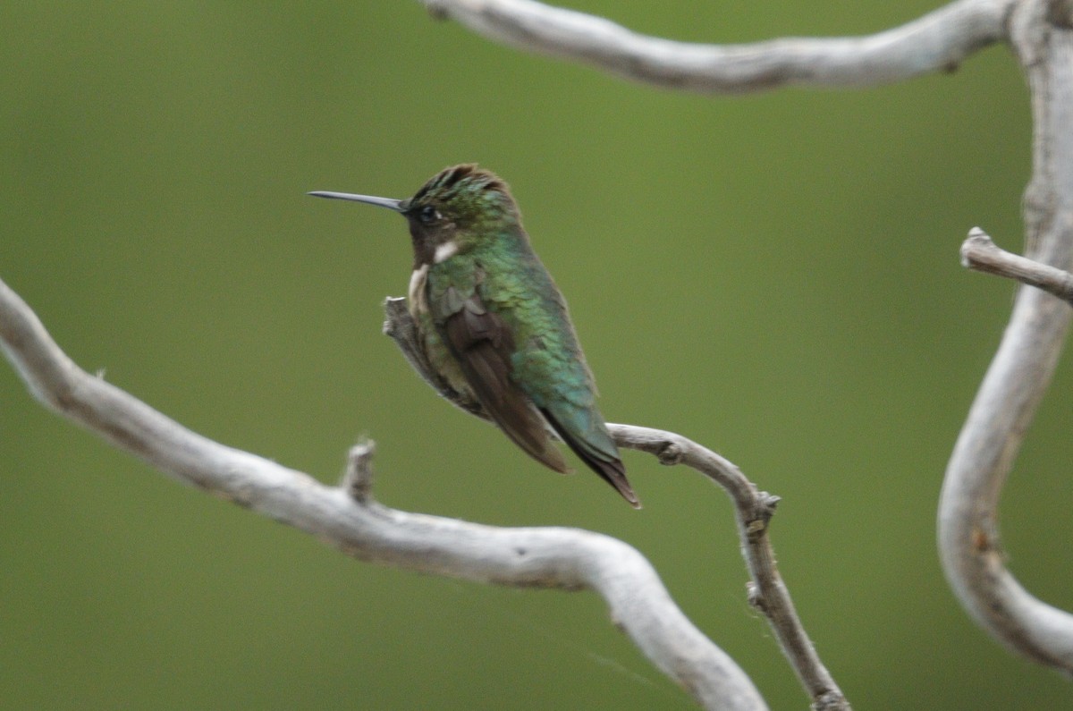 Ruby-throated Hummingbird - ML620194903