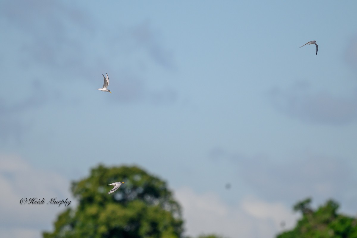 Least Tern - ML620194904