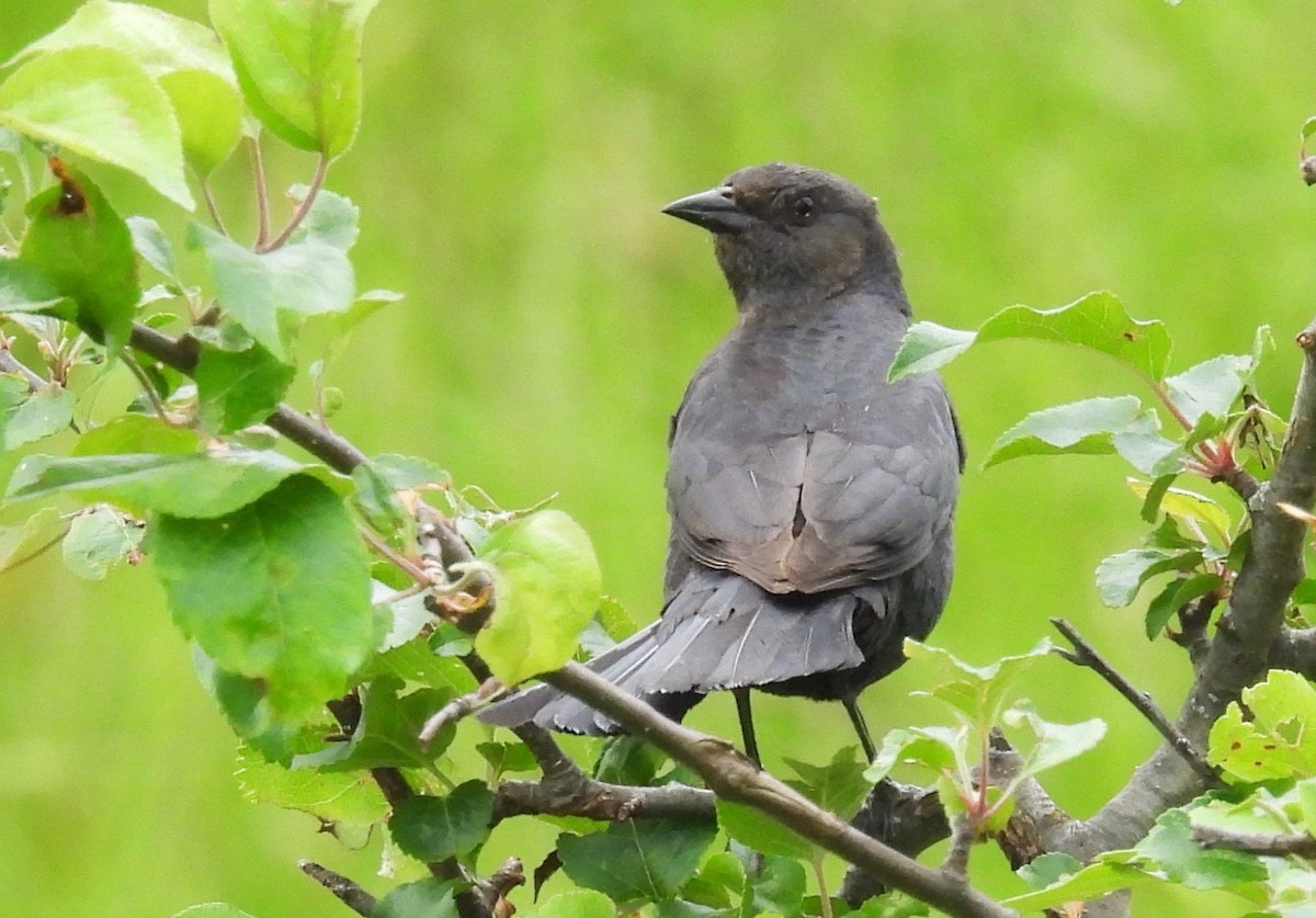 Brewer's Blackbird - ML620194907