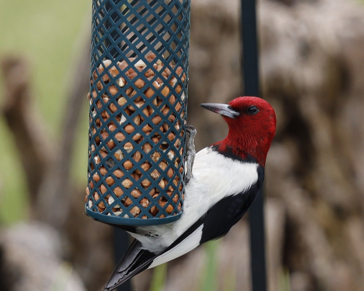 Red-headed Woodpecker - ML620194909