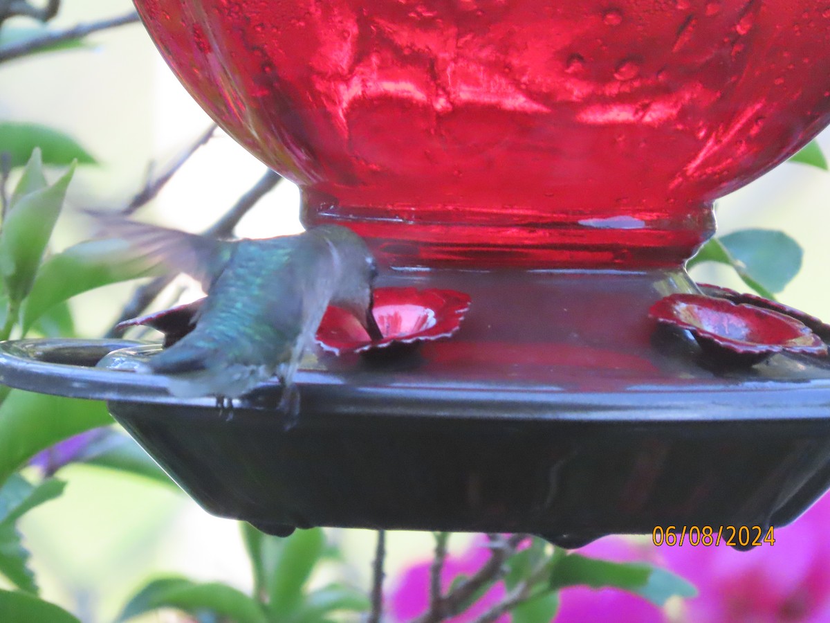 Ruby-throated Hummingbird - ML620194911