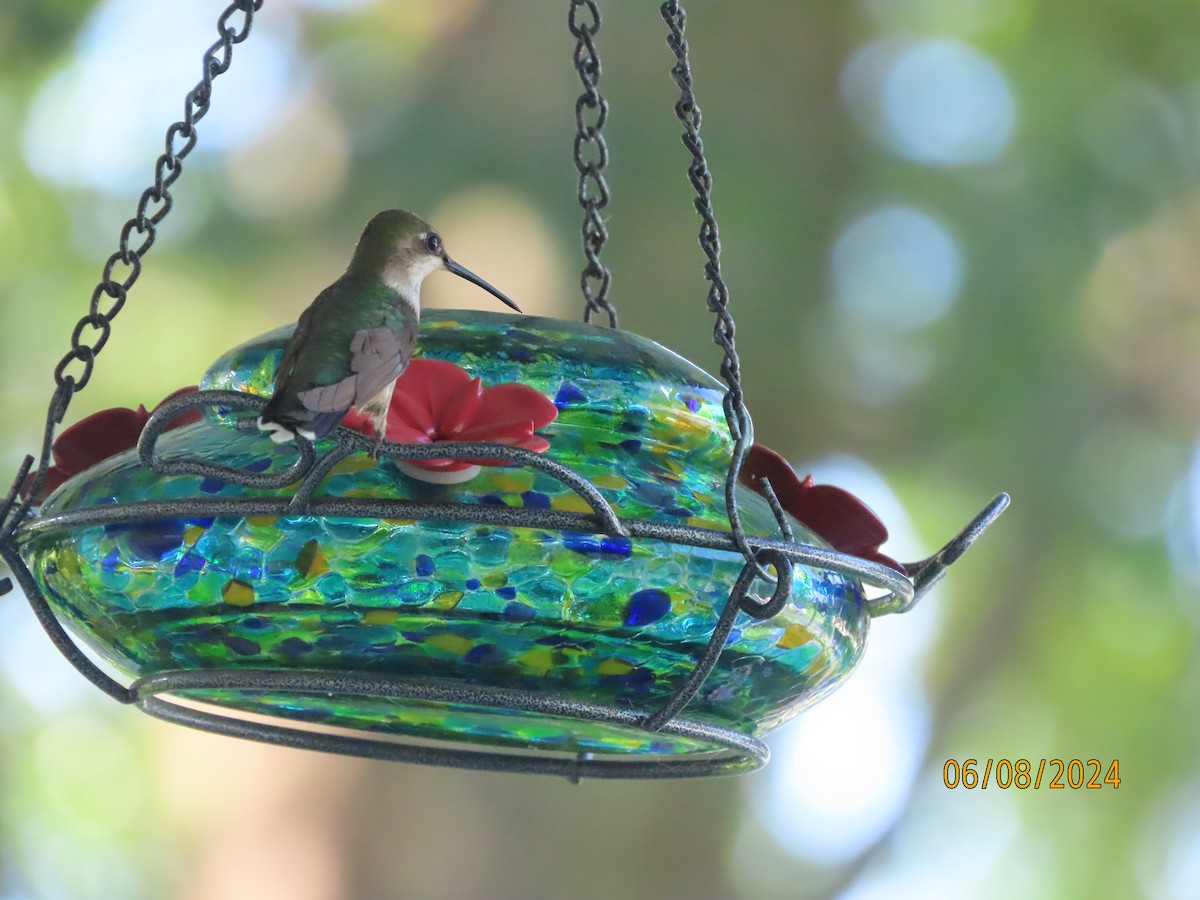 Ruby-throated Hummingbird - ML620194912