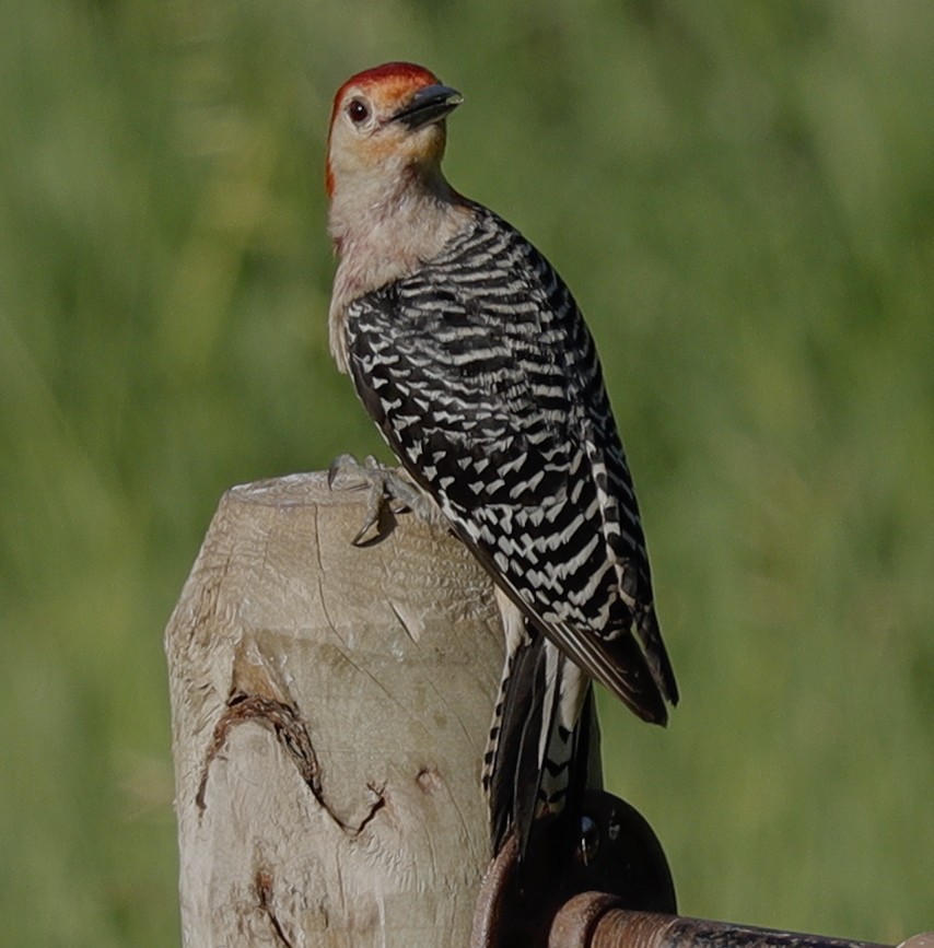 Red-bellied Woodpecker - ML620194913