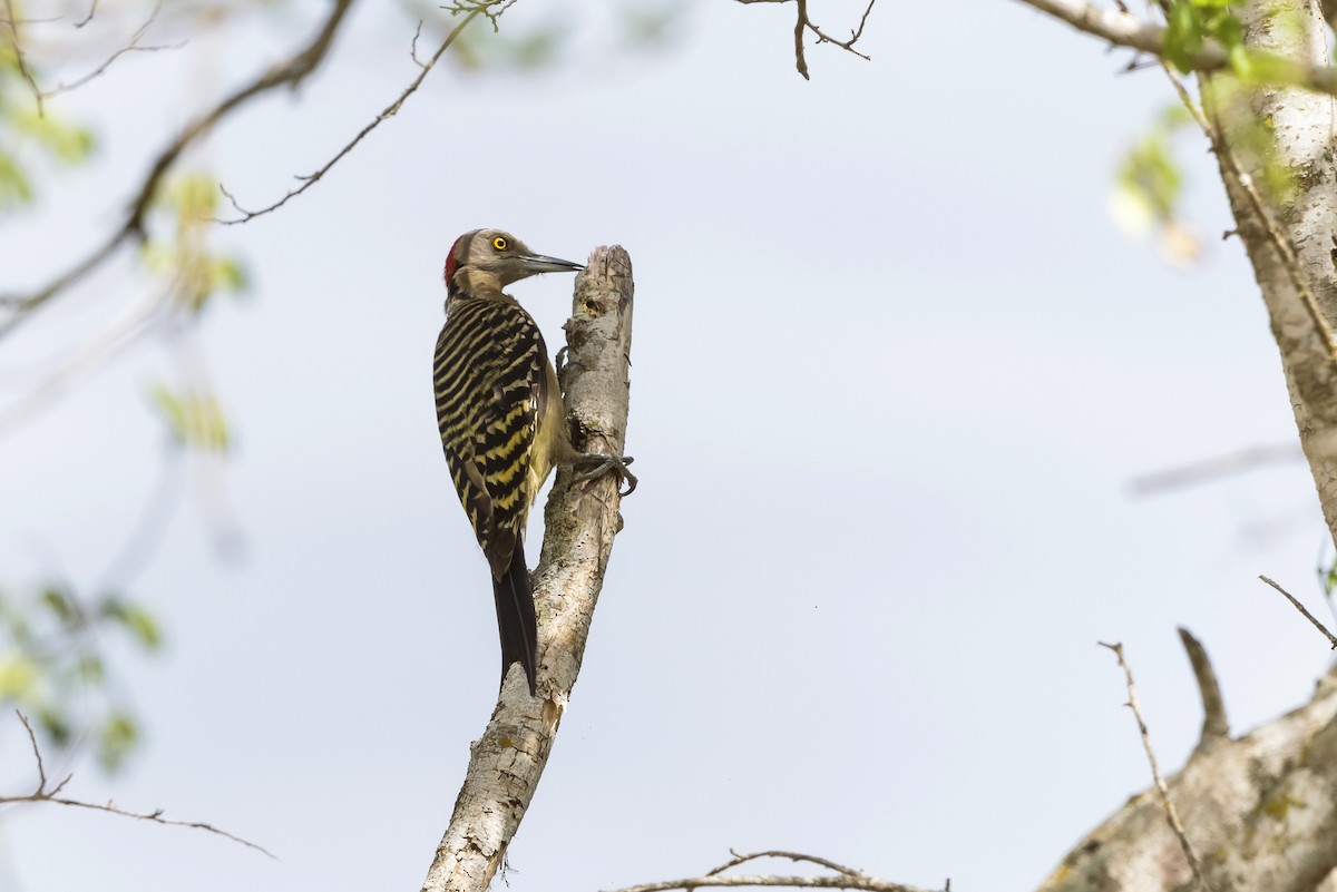 Haitispecht - ML620194919