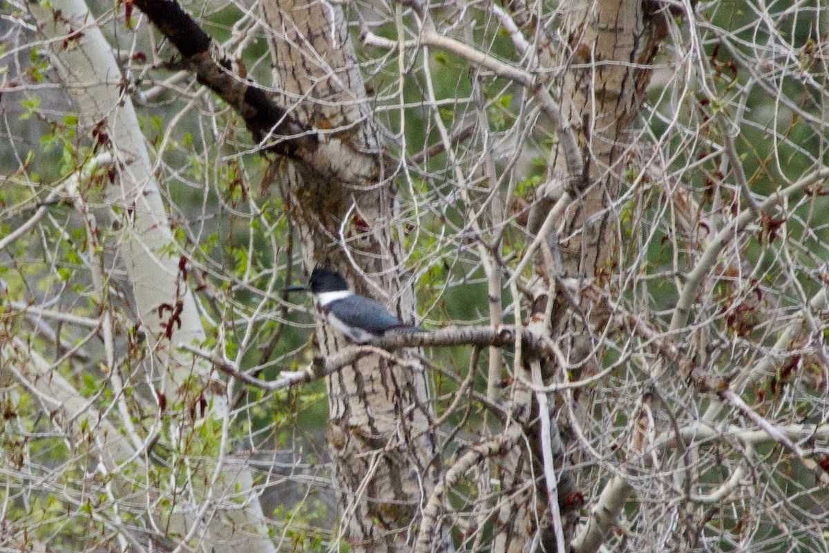 Belted Kingfisher - ML620194920