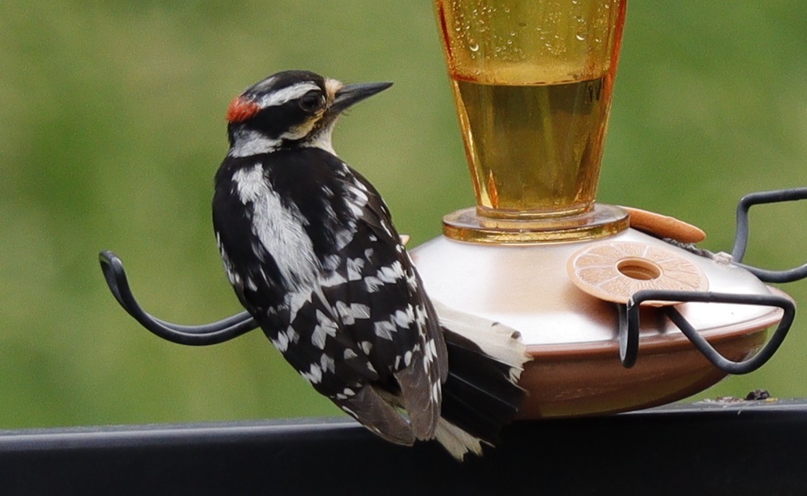 Downy Woodpecker - ML620194926