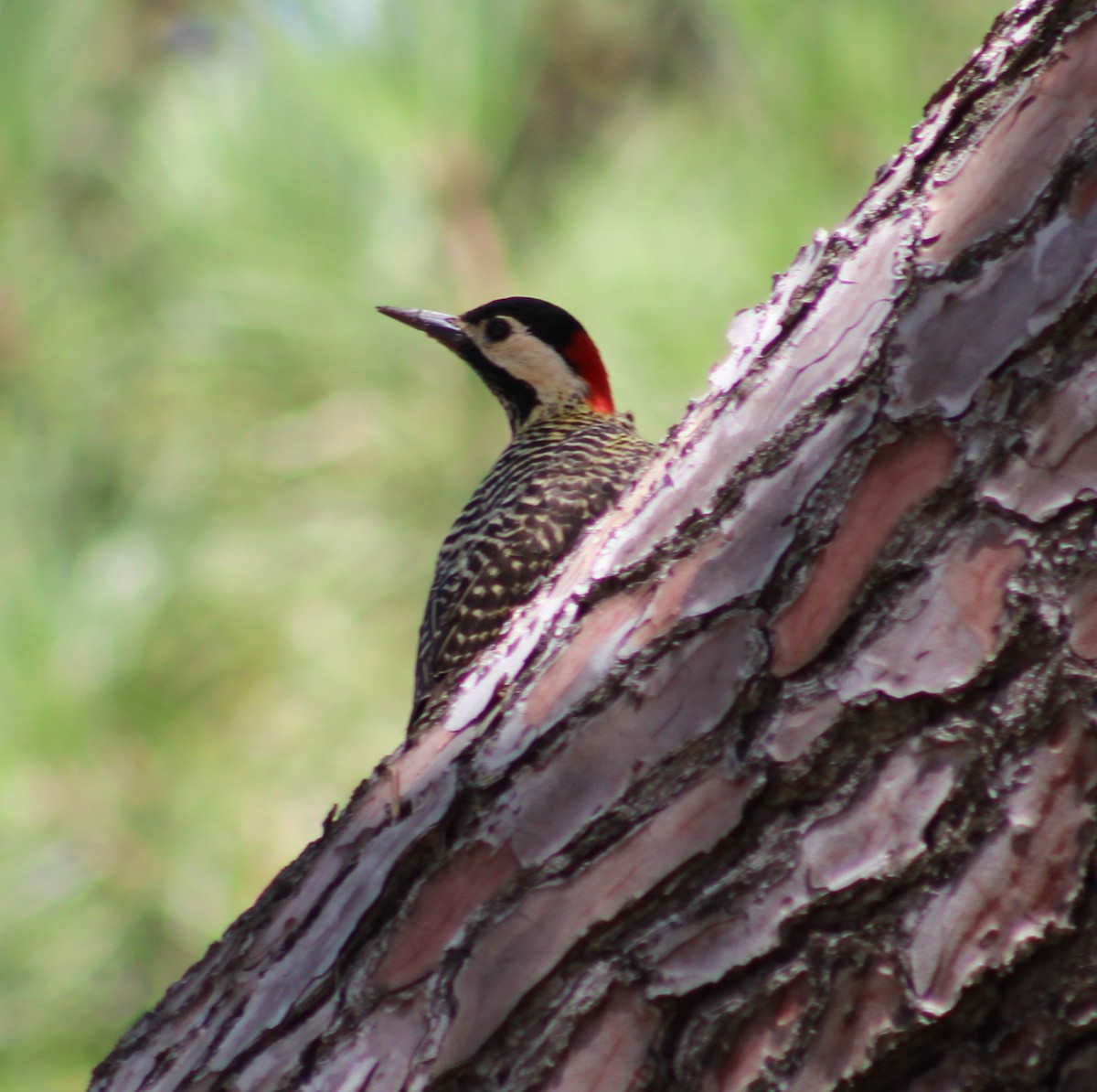 Green-barred Woodpecker - ML620194930