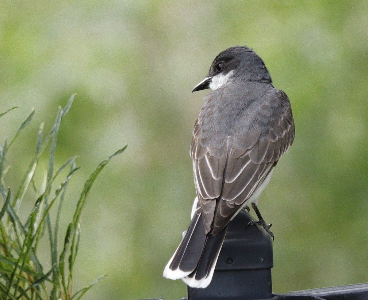 Eastern Kingbird - ML620194934