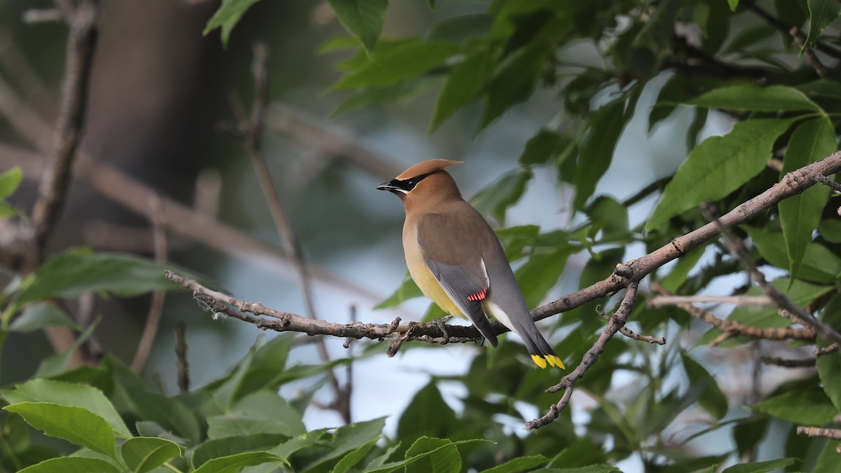 Cedar Waxwing - ML620194951