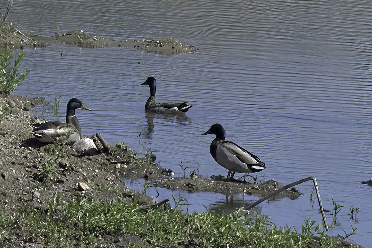 Canard colvert - ML620194952