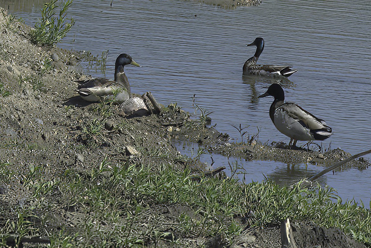 Canard colvert - ML620194953