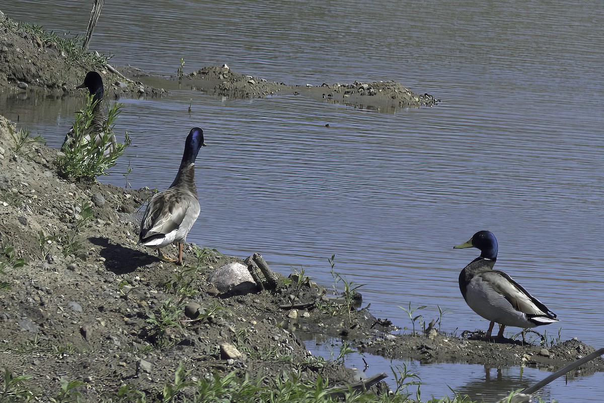 Canard colvert - ML620194955