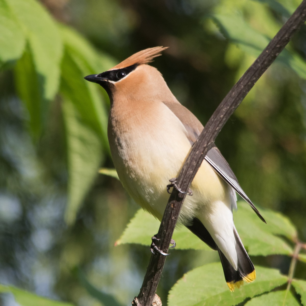 Cedar Waxwing - ML620194961