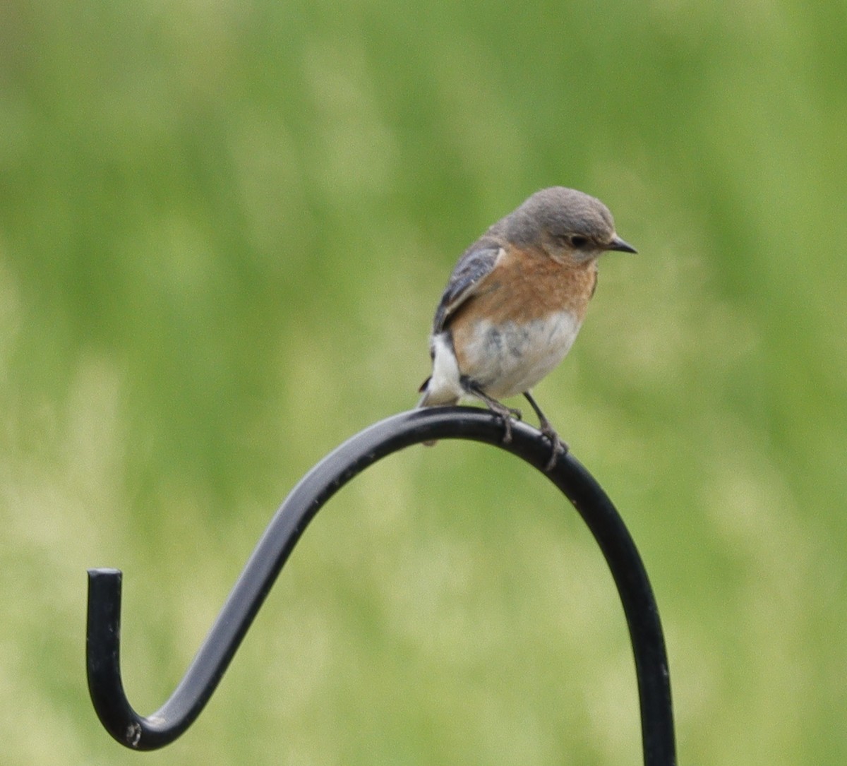 Eastern Bluebird - ML620194963