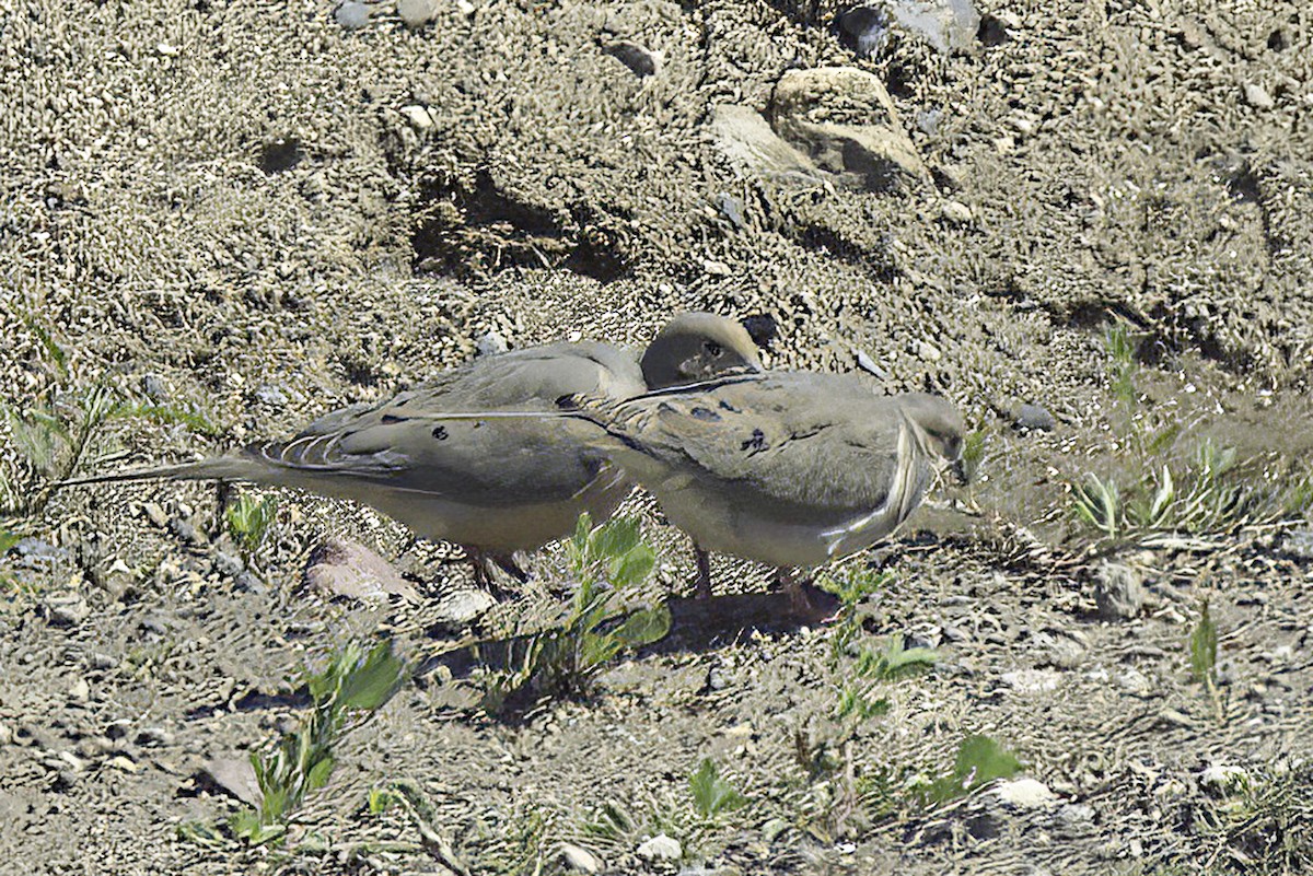 Eurasian Collared-Dove - ML620194967