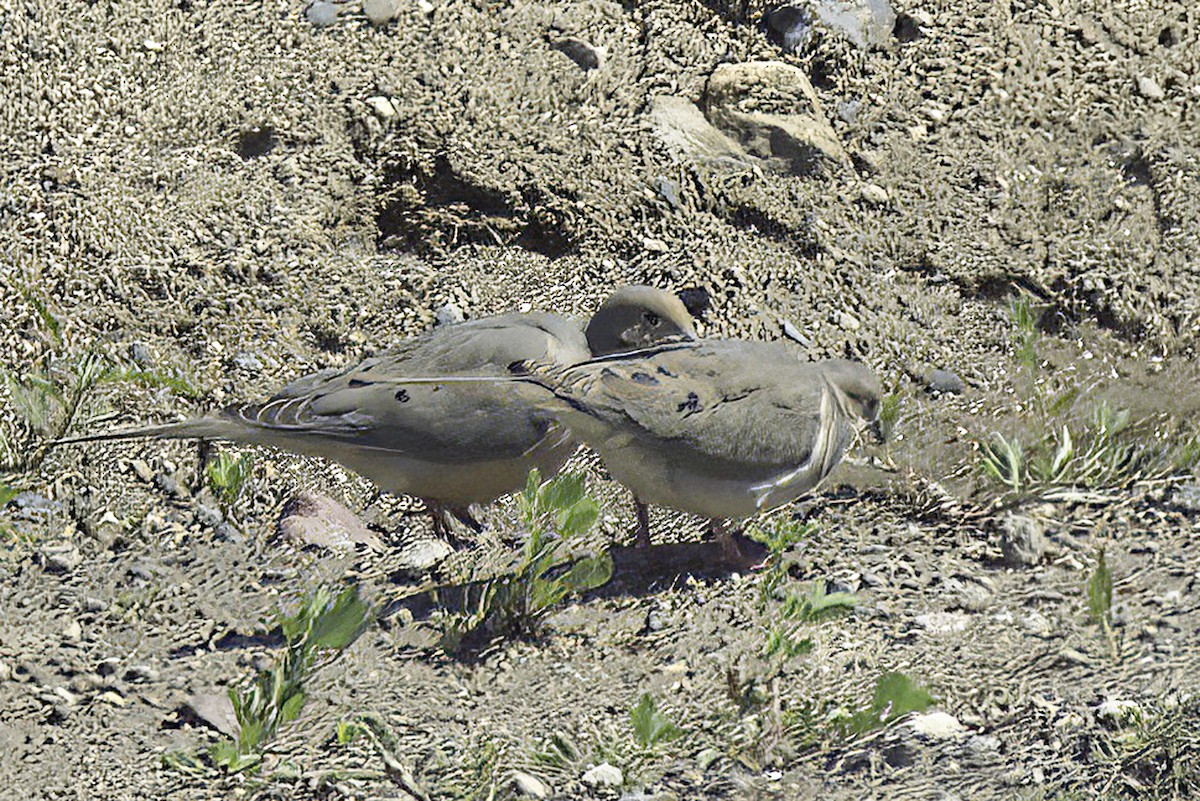 Mourning Dove - ML620194968