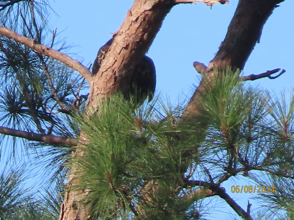 Red-tailed Hawk - ML620194969