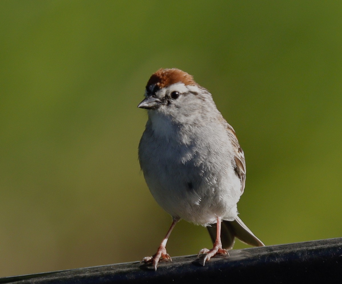 Chipping Sparrow - ML620194976