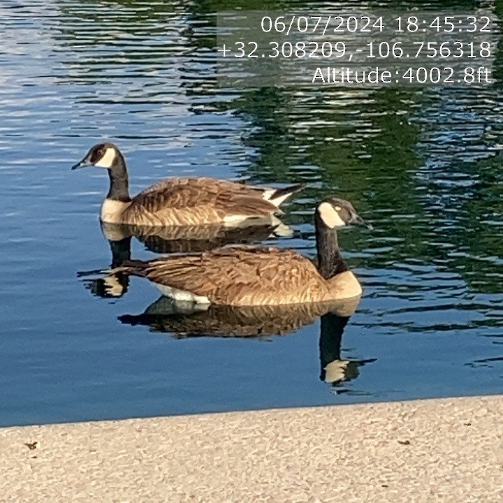 ברנטה קנדית - ML620194979