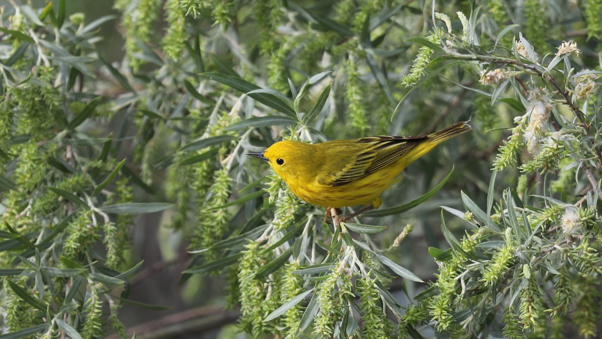 Paruline jaune - ML620194980