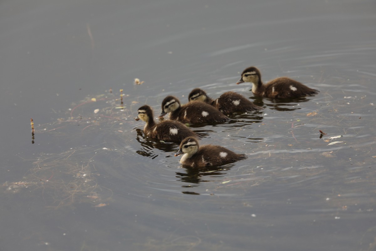 Wood Duck - ML620194985