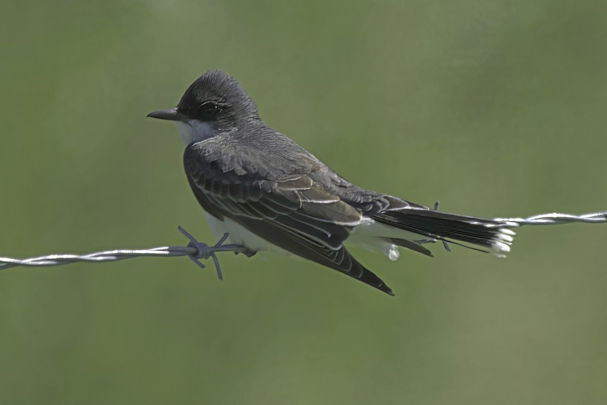 Eastern Kingbird - ML620194988