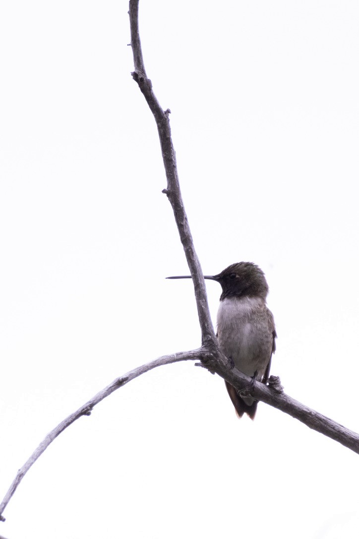 Black-chinned Hummingbird - ML620194994