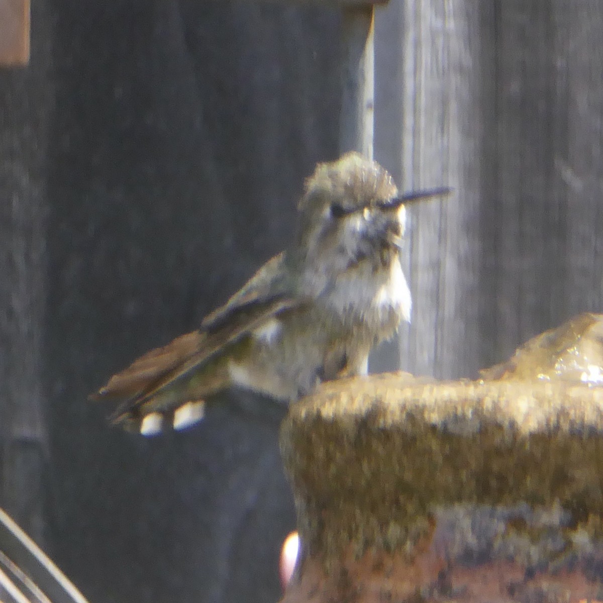 Anna's Hummingbird - ML620194995
