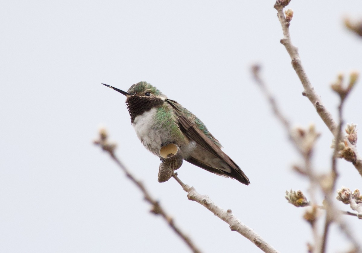 Broad-tailed Hummingbird - ML620194996