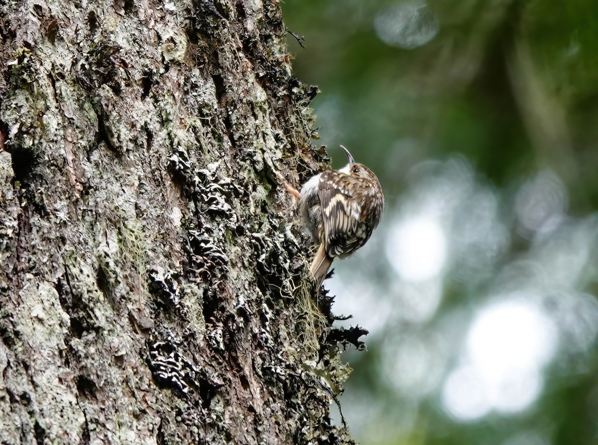 Brown Creeper - ML620194997