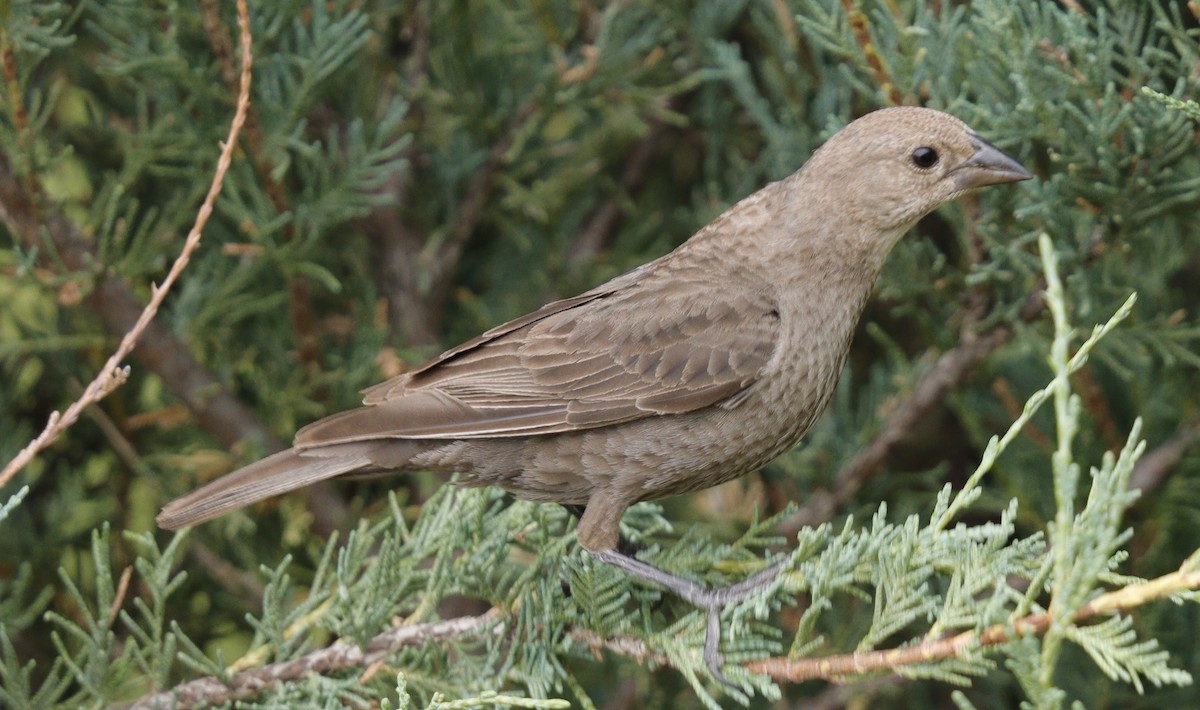 Brown-headed Cowbird - ML620195002