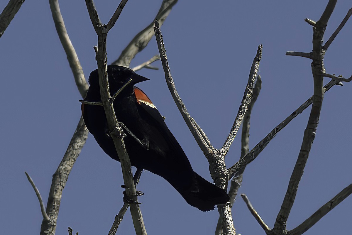 Red-winged Blackbird - ML620195011