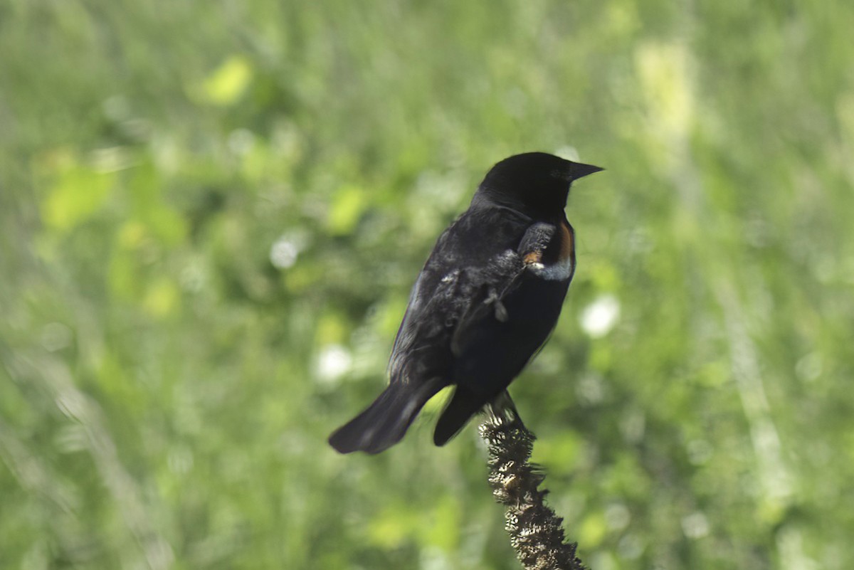 Red-winged Blackbird - ML620195013