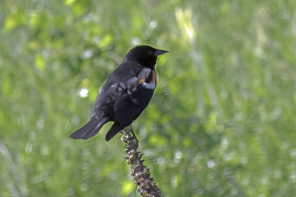 Red-winged Blackbird - ML620195016