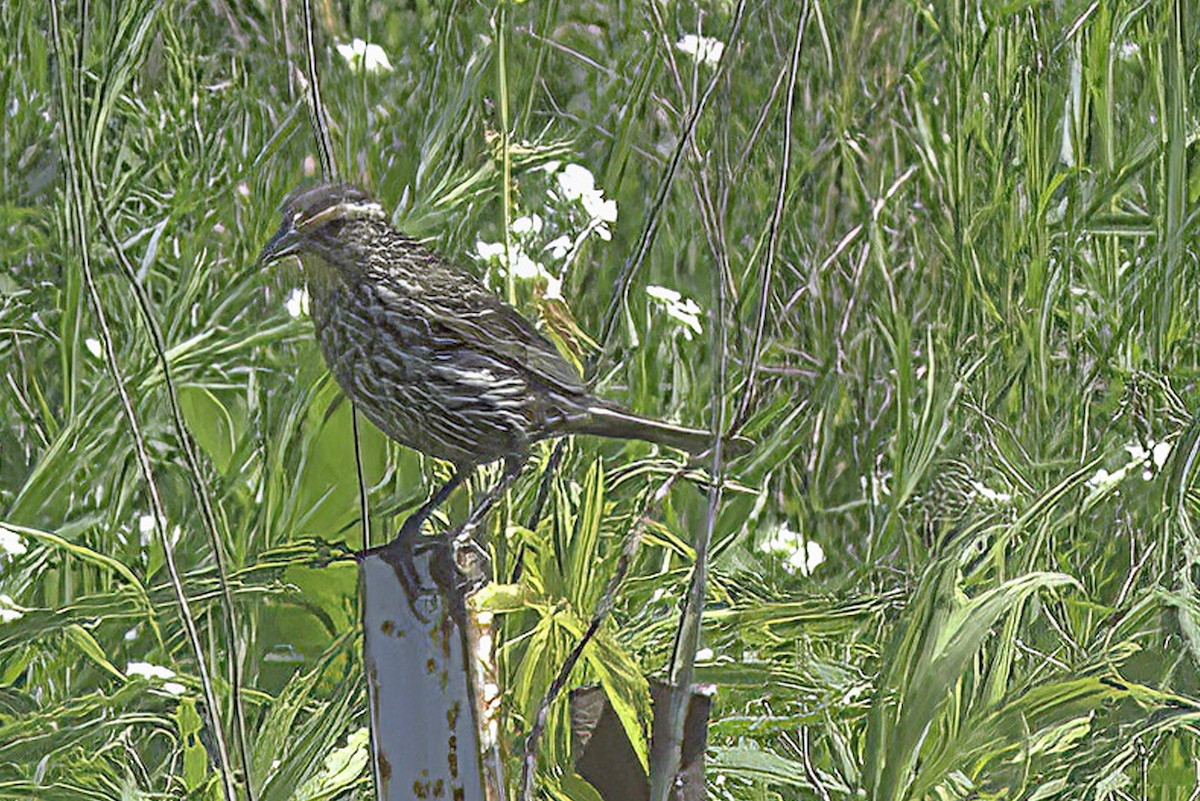 Red-winged Blackbird - ML620195017