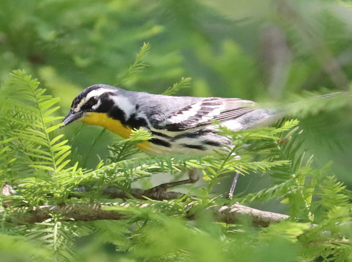 Yellow-throated Warbler - ML620195020