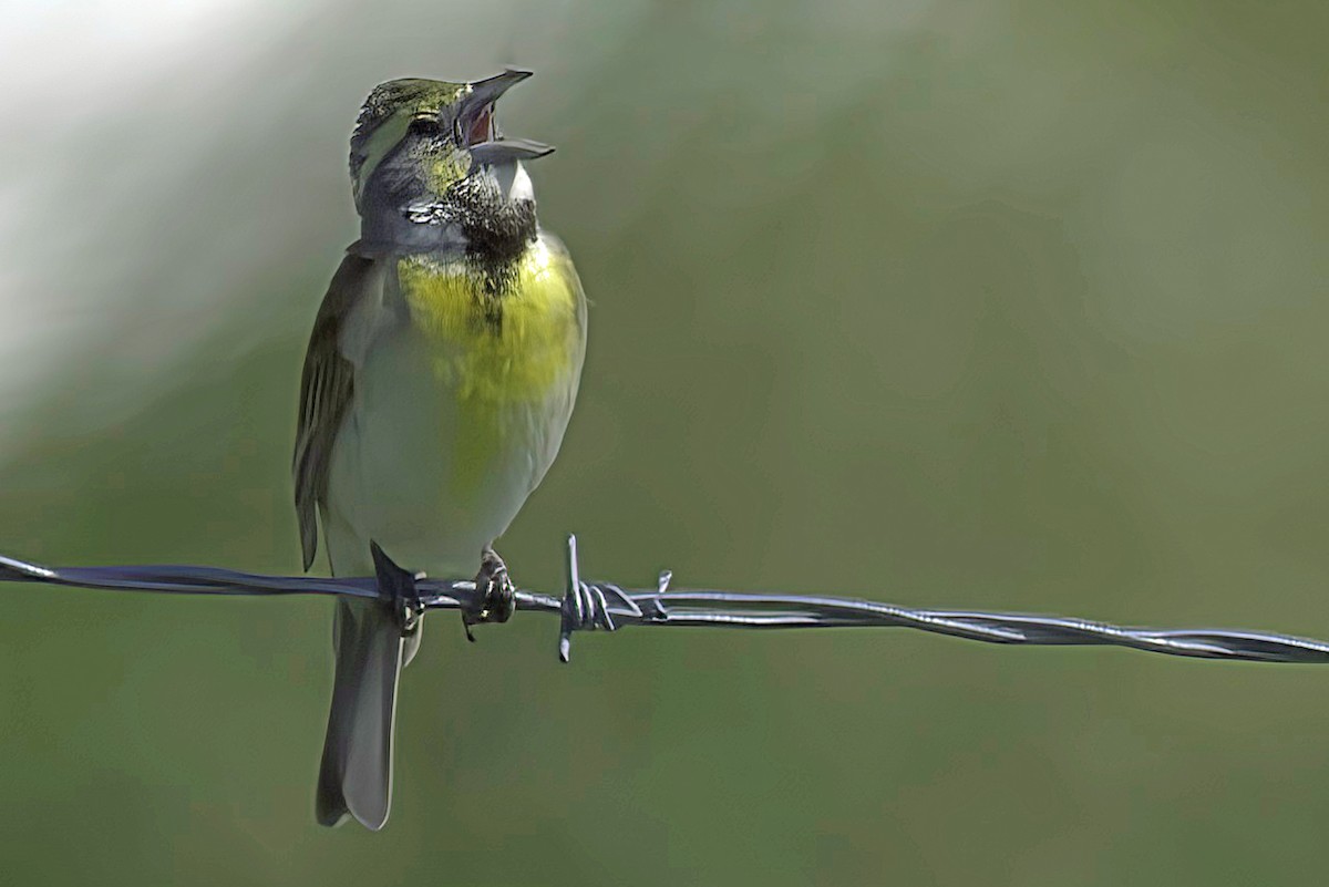 Dickcissel d'Amérique - ML620195027