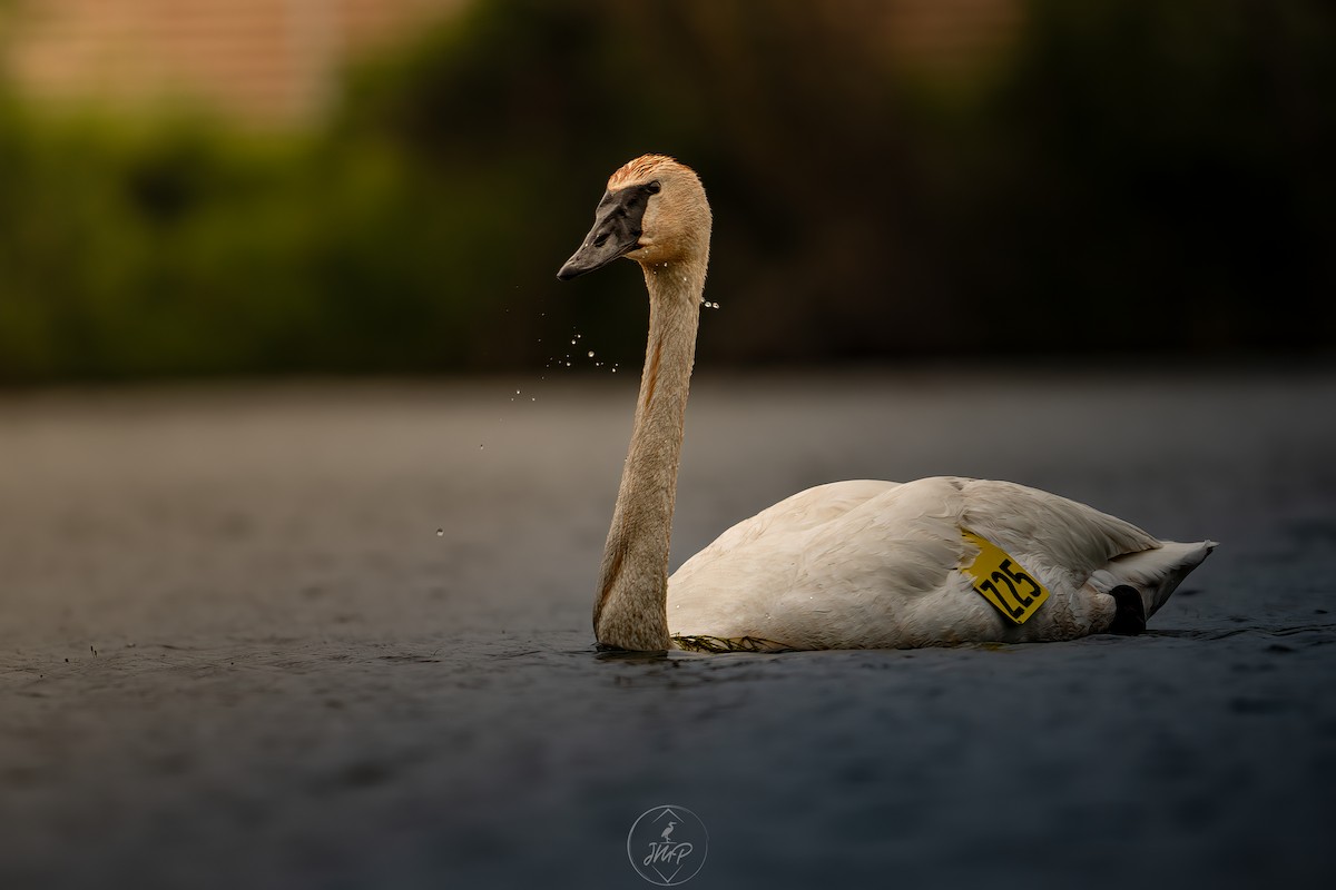 Trumpeter/Tundra Swan - ML620195050