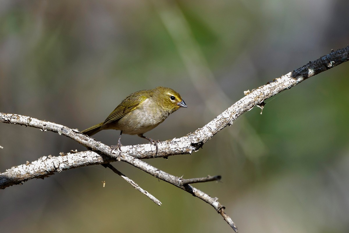 Yellow-faced Grassquit - ML620195052