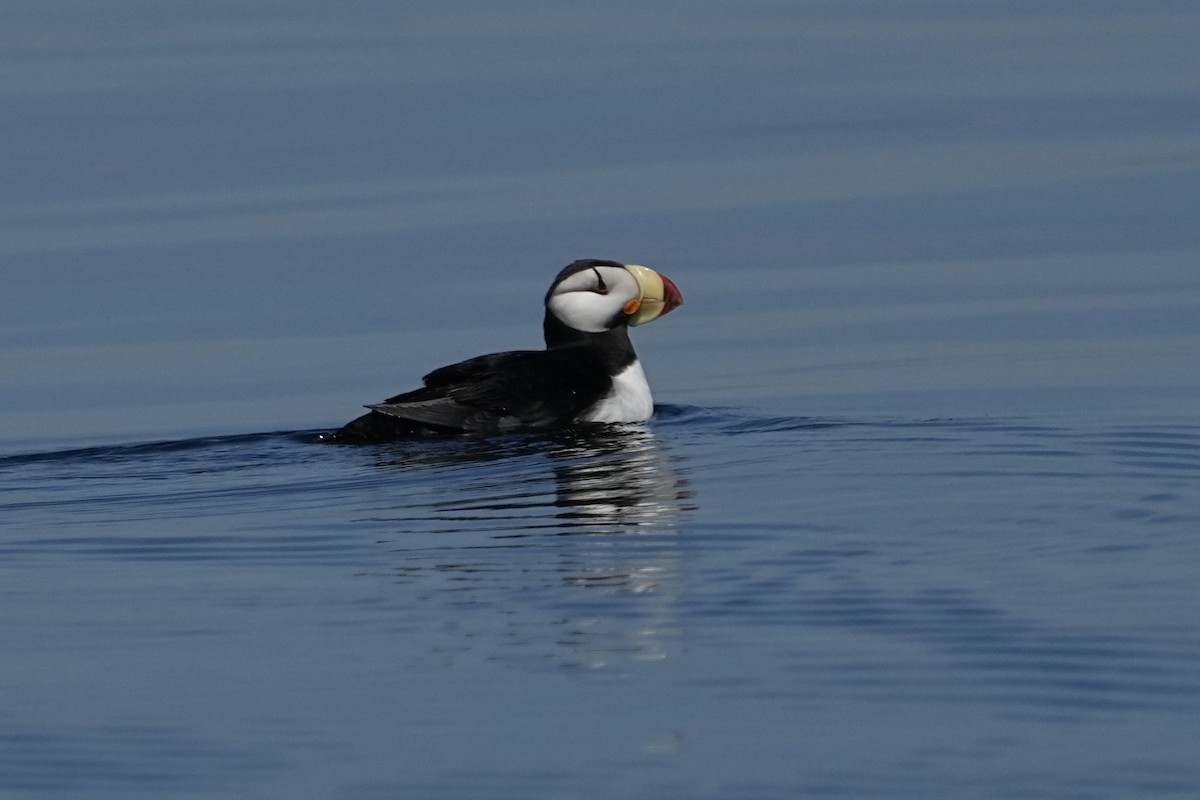 Horned Puffin - ML620195057