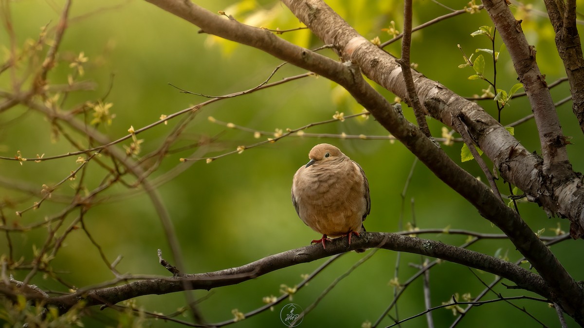 Mourning Dove - ML620195058