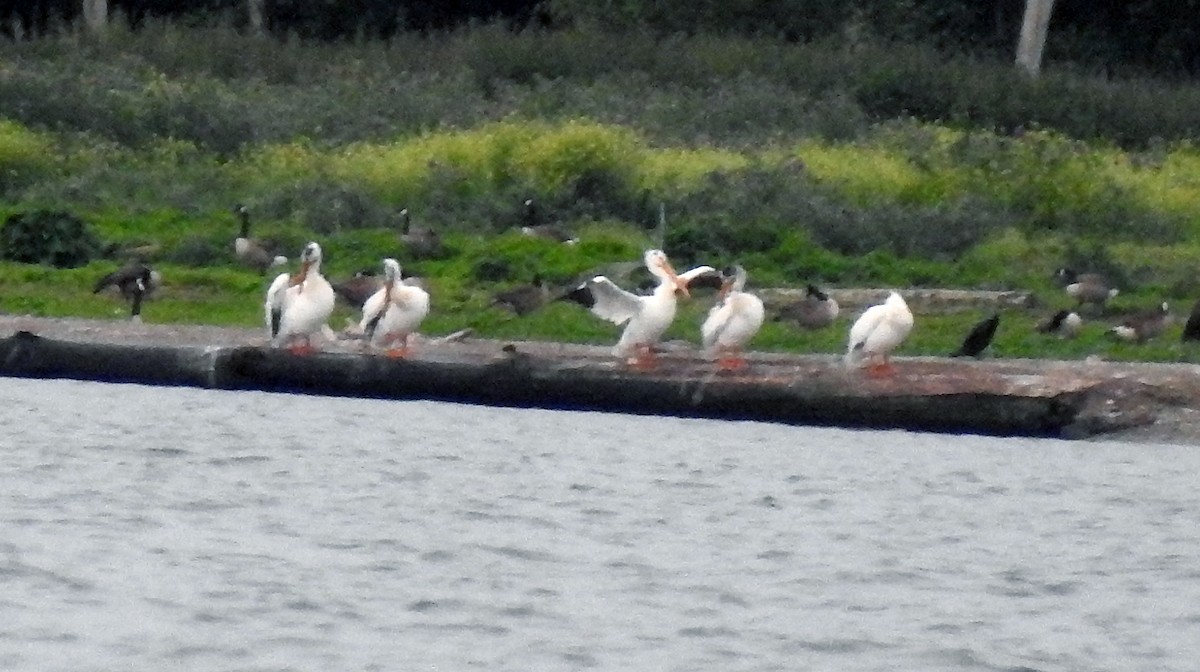 American White Pelican - ML620195062