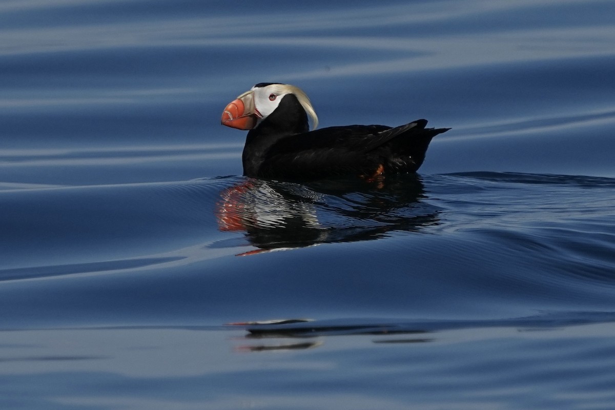 Tufted Puffin - ML620195067