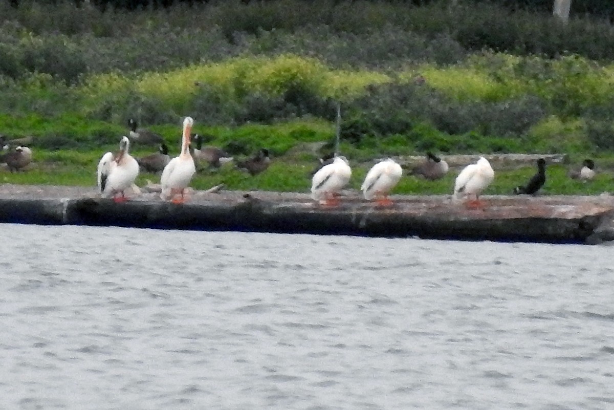 pelikán severoamerický - ML620195068